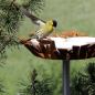 Preview: Nestförmige Vogeltränke / Futterstelle aus Stahl mit Porzellanschalen